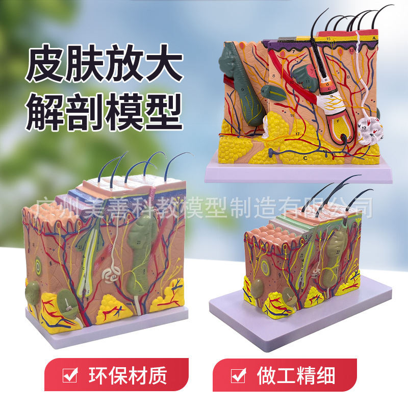 Skin model human skin structure anatomy skin hierarchy structure 50 times magnification micro cosmetic teaching