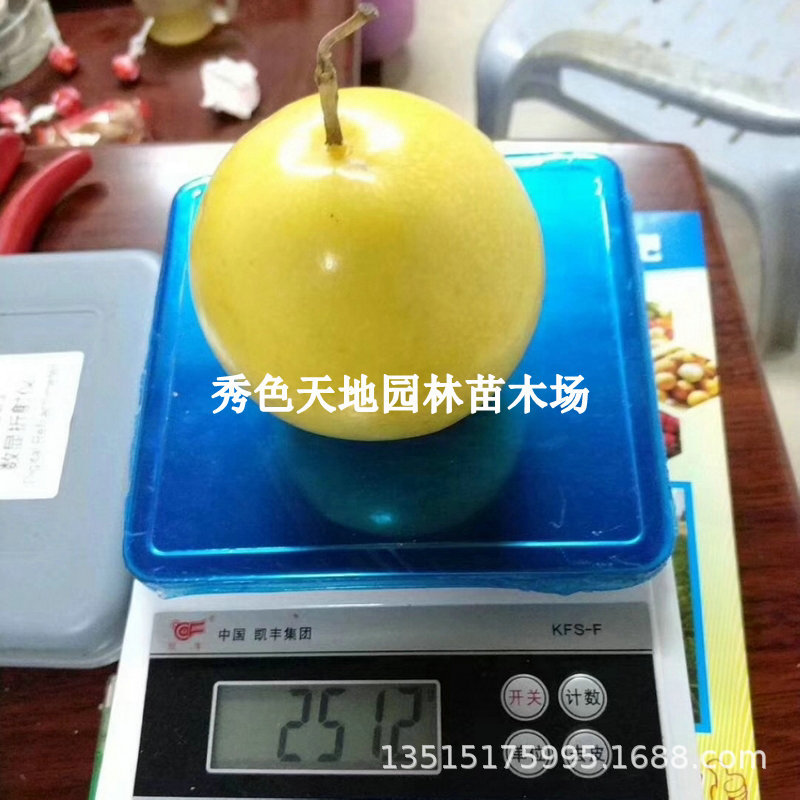 黄金百香果树果苗四季不断结果盆栽台农特大爬藤南方阳台种植水果