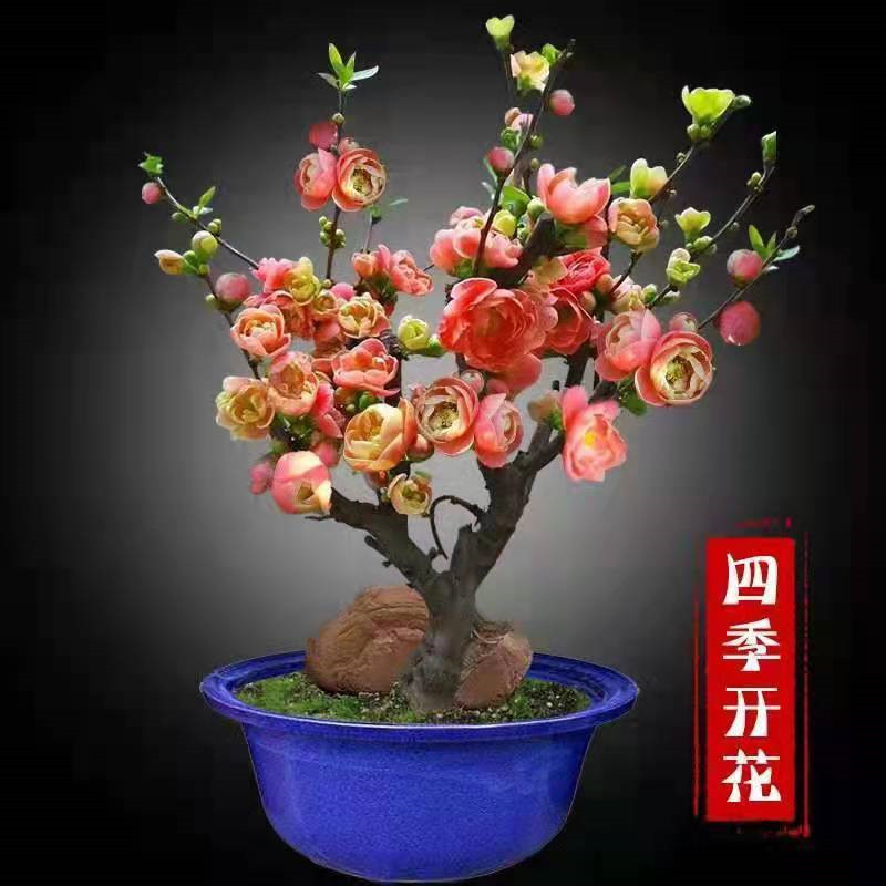 造型铁梗海棠花盆栽树苗盆景老桩日本西府庭院绿植物室内花卉包邮