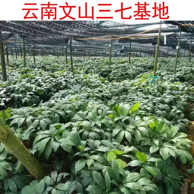 新鲜三七云南文山新鲜三七田七药材三七根须新鲜三七野生现挖现发
