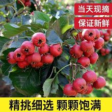 ɽɽ髹rشɽlrɽrǺJrҬFժ/