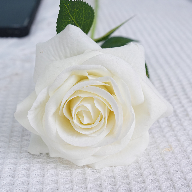 Findara rose white