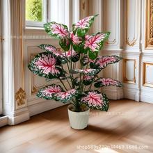 �羳��Ʒ���滨�͏d����Gֲ��������Լ�ֲ���b�c��ɫ�ٻ�