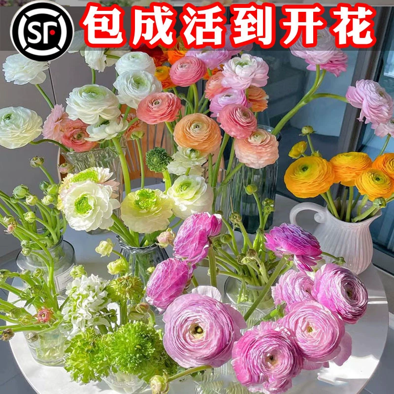 Иностранные цветы пиона цветут четыре сезона крытая бабочка лютик луковичные шарики семенные семена цветочные горшки