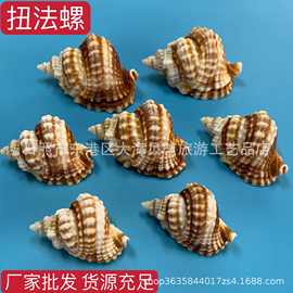 扭法螺 天然贝壳海螺贝壳标本鱼缸水族造景装饰贝壳收藏 厂家批发