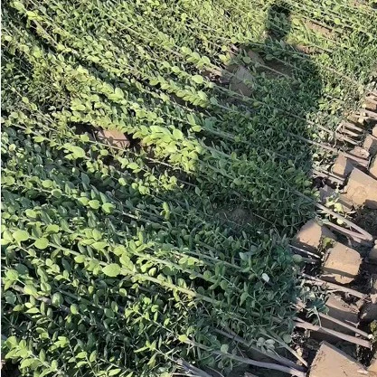 Оптовая база для живой изгороди из японской самшитовой древесины Хоккайдо, зелени и столбов с высококачественными почвопакетами, высокой выживаемостью и полной комплектацией.