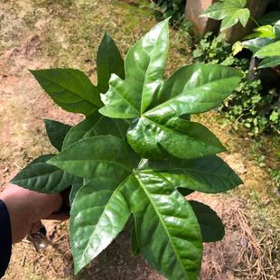 Fujian Flower Engineering Greening Garden Road Community Ground Cover Green Plant Octagonal Gold Plate Four-Season Evergreen Potted Plant