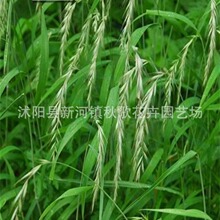 ݷN âN ţʳݳɻʸă