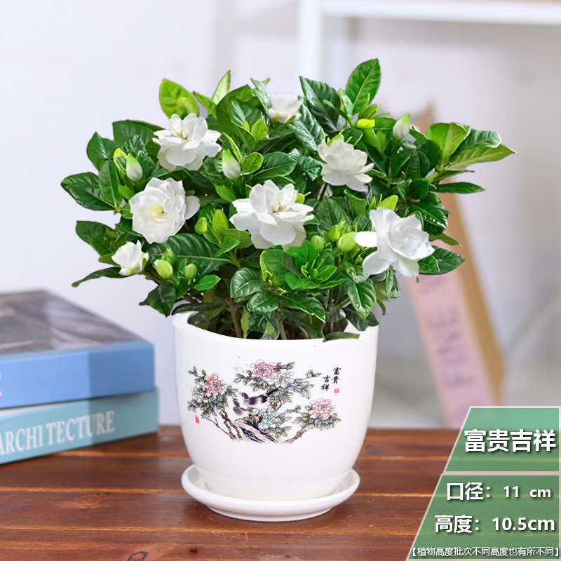 [중국풍] 치자나무 1개 + 부귀상서 도자기 화분 + 영양비료