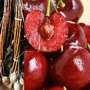 �ؑc��觼t���Ҙ��� �����m����� ���]�޽����Ϸ��Nֲ���ҹ�����