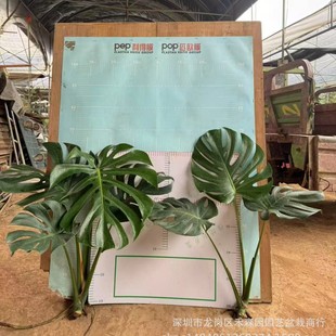 Hydroponic Monstera Potted Plant with Large Leaves and Open Back to Remove Formaldehyde Indoor Living Room Office Desktop Plant Evergreen All Year Round