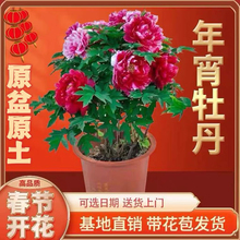 ĵ���������_�����莧�����������ߙn�YƷ�����^�p�߻�ĵ�������l