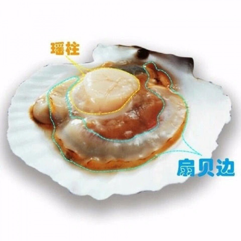 Scallop Scallops 500g Scallop meat wild Scallops Dry Bedin Seafood Aquatic dried food 50g Try to eat 250g