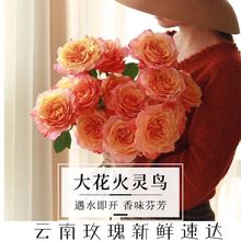 云南玫瑰基地直发鲜花玫瑰花向日葵批发水养香水百合花束家用插花