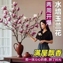 水培植物玉兰花鲜切枝带花苞红梅干枝水养鲜花卉室内好养耐寒盆栽