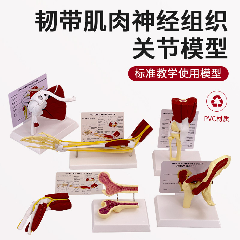 人体膝関節上肢筋腕関節血管靭帯骨格モデル股関節機能構造