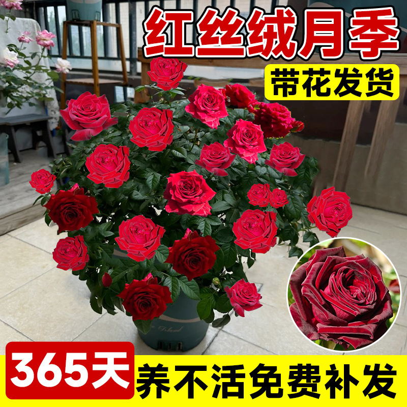 Red Velvet Rose Potted Lollipop Blooms in All Seasons, Extra Large Florals, Fragrant Flower Seedlings, Green Plants, Balcony Indoor Florals Red Velvet Rose Potted Lollipop Blooms in All Seasons, Extra Large Florals, Fragrant Flower Seedlings, Green Plants, Balcony Indoor Florals
