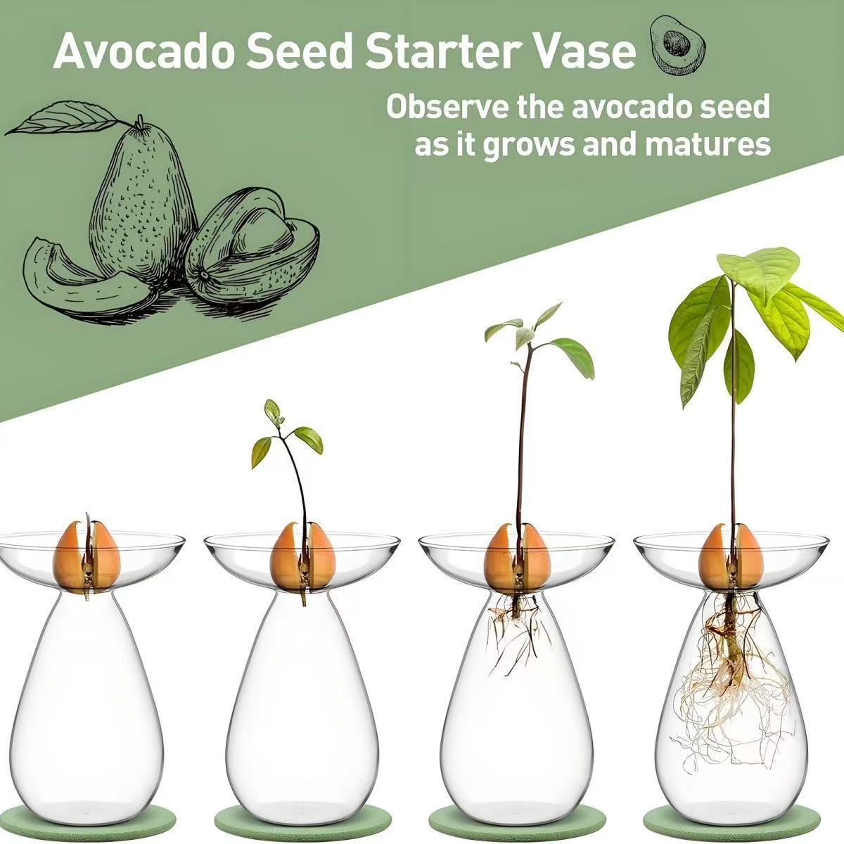 Vaso hidropónico de aguacate Vaso de plantación de semillas de hueso de aguacate Vaso de aguacate con alto contenido de borosilicato