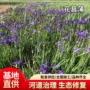 绿化湿地河道水生鸢尾