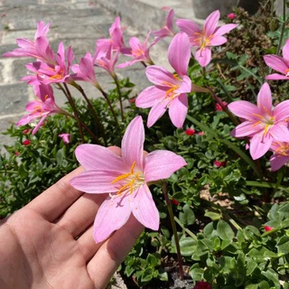 风雨兰种球粉色风雨兰植物盆栽球根花四季开花绿植韭菜球苗风雨兰