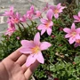 四季盆栽植物开花风雨兰