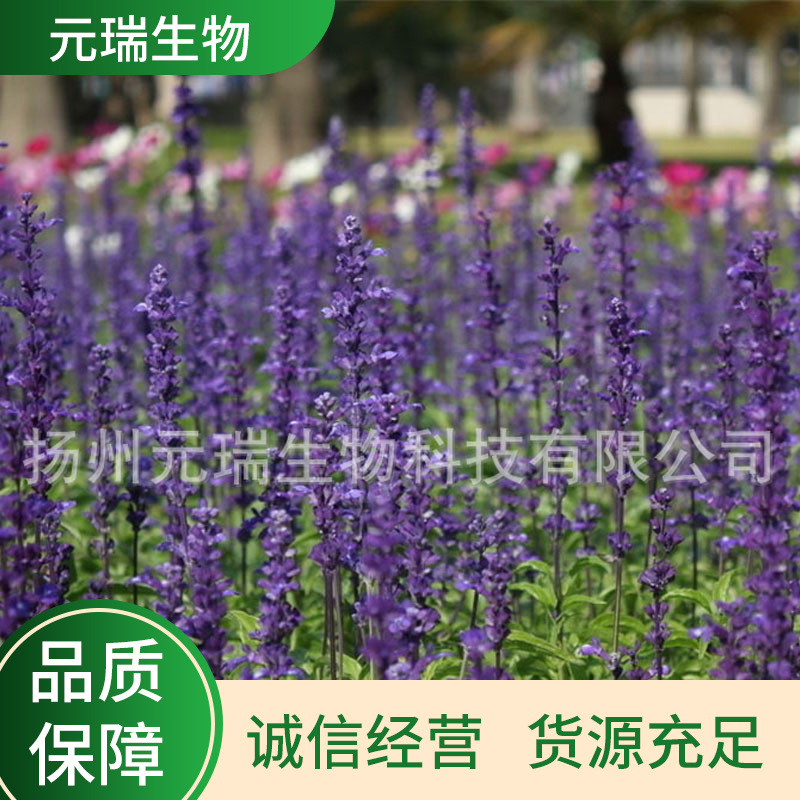 厂家供应鼠尾草提取液化妆品护肤品水溶性原料植物鼠尾草萃取液