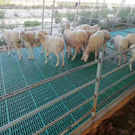 山东羊漏粪地板 不卡羊蹄塑料羊床图片 60*60羊舍用漏粪板