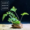 Shi Shengjue
