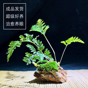 [Shishengque] Fern Small Plant Moss Micro-Landscape Landscaping Green Plant Indoor Desktop Shade-Tolerant Foliage Potted Plant