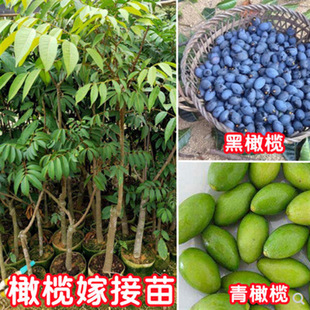 Authentic Grafted Fruit Saplings, Crispy Sweet Olive Saplings, Three-Twist Olive Saplings, Green Olive Saplings