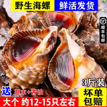 十里馋连云港海螺鲜活特大新鲜海捕水产贝类超大小海螺大海螺海鲜
