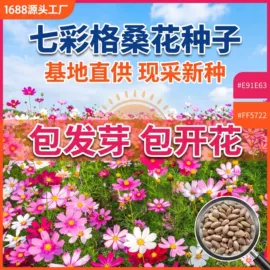 盆栽;种子;盆景