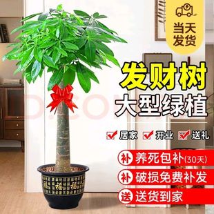 �lؔ���ÿ͏d�Gֲ�����k�����_�I�ͶY�҃���ؔ����B�ļ������S