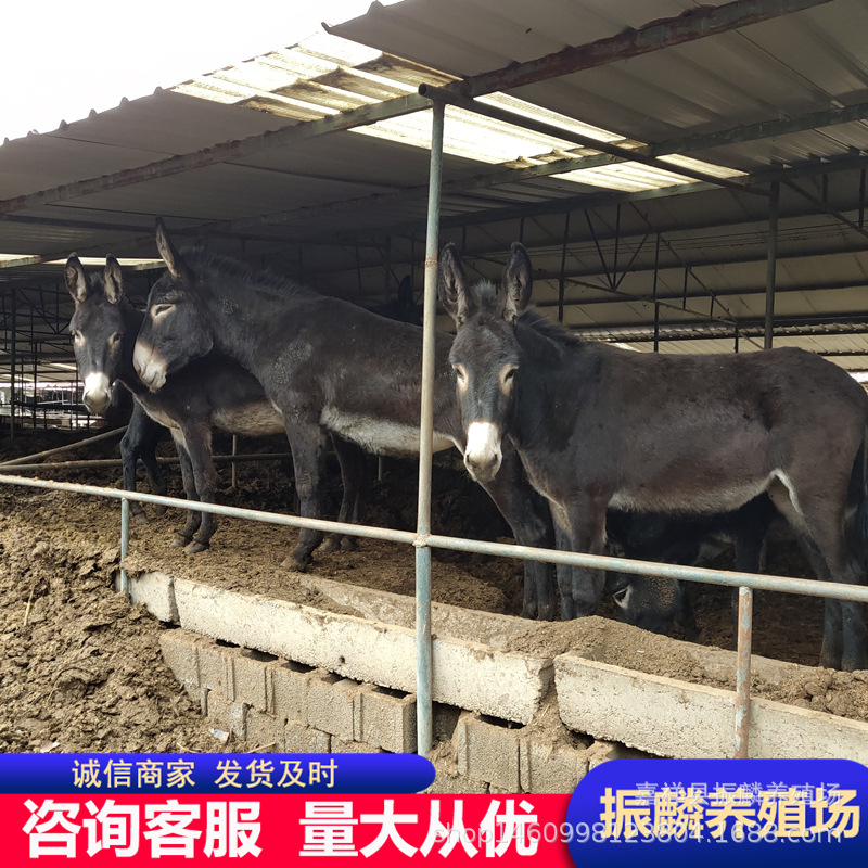 场家出售广灵驴 市场肉驴苗价格 关中驴 三粉驴河北有养殖的吗