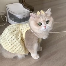 ؈���·�С؈ȹ�Ӵ��ķ���ë�����B��ȹ��u�ӵ��Ĳ�ż����ɐ�