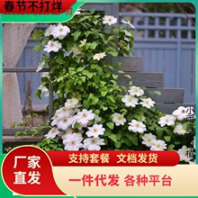 ������u�F��ɏ����������ֲ������ذ���ٱ����ܟo�������͟�