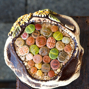 ��ʯ��ƨ�ɻ���ɫPPʯ�^�����ӿƺ��Bƨƨʯ�������ԾGֲ����ֲ��