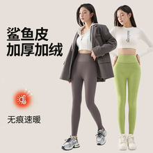 秋冬款加绒鲨鱼裤女外穿保暖加厚高腰收腹打底裤小个子芭比裤现货