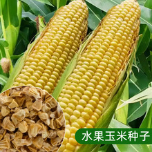 超甜水果玉米种子种籽生吃甜糯彩糯大棒春夏秋四季甜玉米籽糯玉米