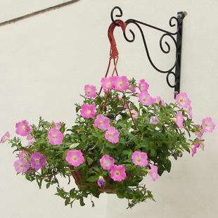 Cross-Border E-Commerce Balcony Creative Iron Flower Pot Hook Flower Pot Rack Decorative Wall Hanging Basket Bracket Foreign Trade Amazon