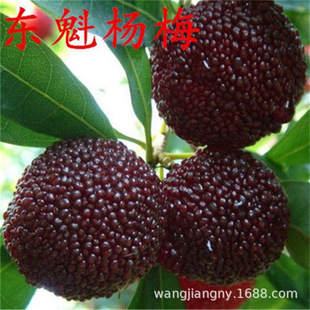 ̨���ڸ߷��÷�� �Ȗ|����÷����ė�÷ �޽Ӵ���ڗ�÷����Y��