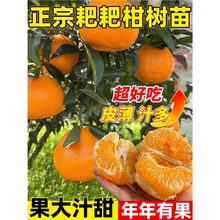 ɳǽӘɰָ̰ҰҸ̲֪ϱNֲͥԺԵԹ