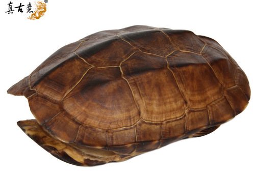 IYR7 Genuine Turtle Shell Craft Tool Decor Turtle Shell Craftsmanship Turtle Shell Copper Coin Home Carry-on Items