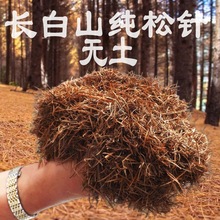 养花松针橡树叶腐叶种植土腐熟松针多肉君子兰绿萝无土纯松针