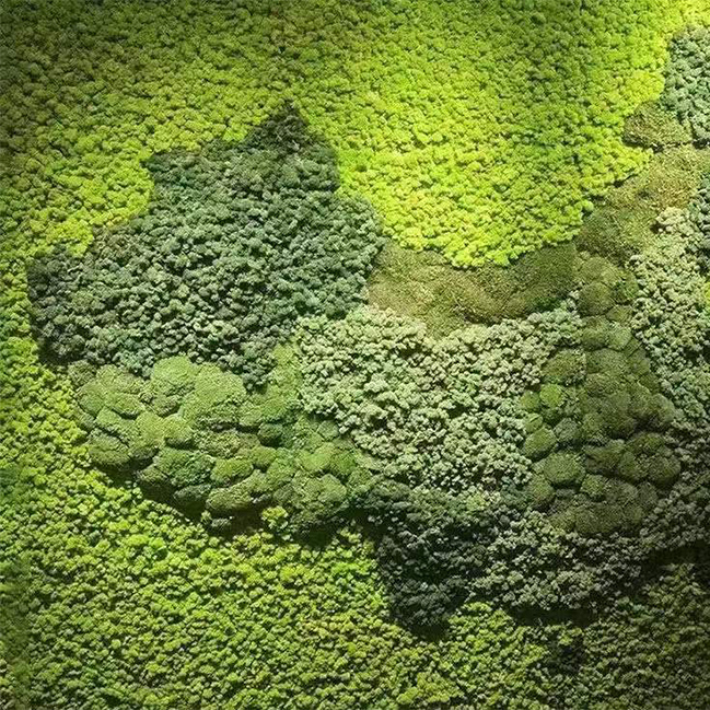 Musgo eterno musgo simulación planta pelo blanco musgo gris musgo grande interior seco paisaje piedra seco musgo verde planta