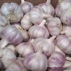 今年农家大蒜大蒜头蒜蔬菜新当季紫5起斤白皮新干大蒜头整箱250g