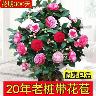 һ�����l�軨���Ի��������ļ�������ɽ���҃Ⱥ��B�ͺ������ɫ��