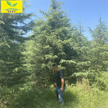 春熙农业供应8米9米10米雪松 四季常青观赏树 美化环境绿化行道树