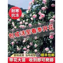 ��1��6���硿�Nޱ�����ٱ��¼��ش�����ֲ���ļ���������õ�廨