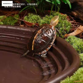 黄缘龟水盆可排水泡澡盆爬梯生态造景水族通用爬宠乌龟喝水跨境